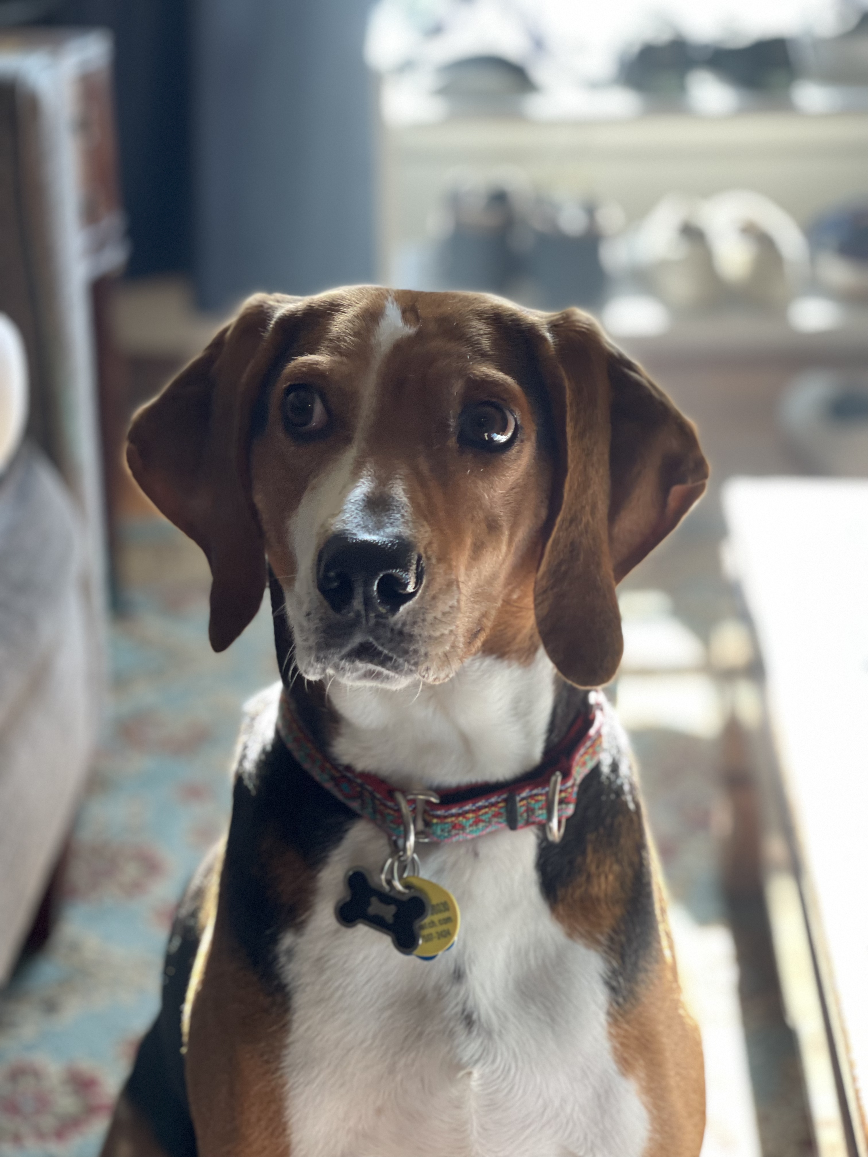 A dog with brown and black fur and white facial markings, backlit by sunlight coming through a window.